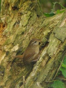 wren