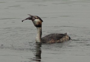 Great Creasted Grebe