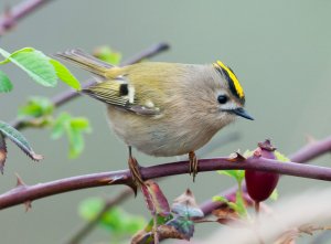 Goldcrest