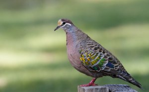 Common Bronzewing