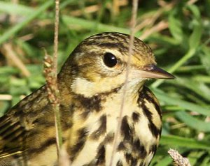 Olive backed Pipit