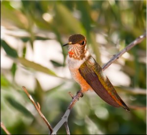 Rufous Hummingbird Migrating through