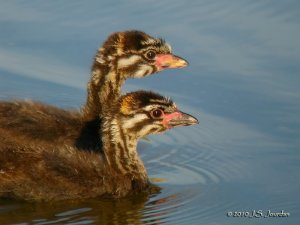 Pied-billed Grebes