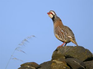 Calling male Red-legged Partridge