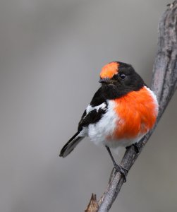 Red-capped Robin