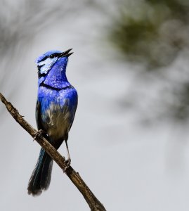 Splendid Fairywren