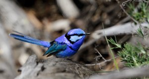 Splendid Fairywren