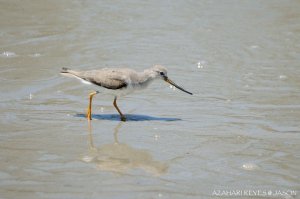 Terek Sandpiper