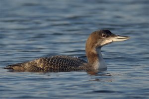 Great Northern Diver / Common Loon