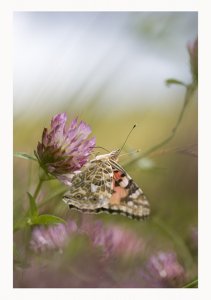 Painted Lady