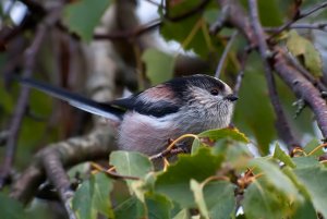 Long Tailed Tit