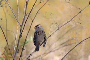 White-Crowned Sparrow