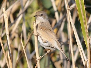 Subalpine Warbler