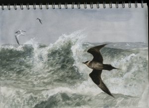 Arctic Skua study