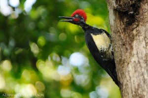 White-bellied Woodpecker