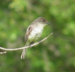 Eastern Phoebe