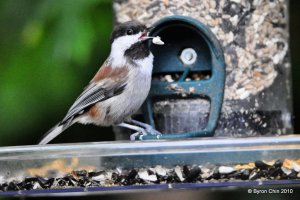 Table manners, or a lack thereof