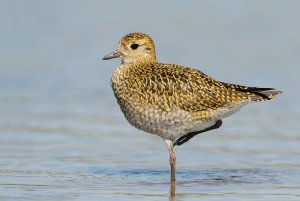 A golden wader