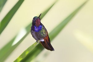 Garnet-throated Hummingbird on Yucca