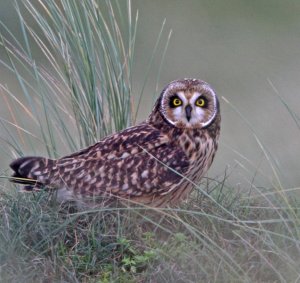 S.E.Owl