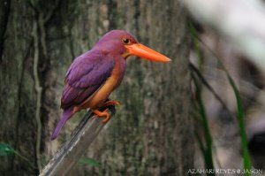 Ruddy Kingfisher