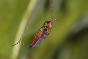 Cinnamon Hummingbird