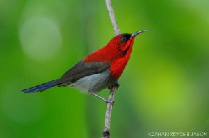 Crimson Sunbird