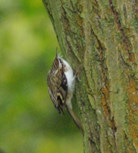 Treecreeper