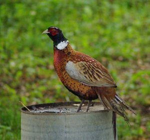 pheasant