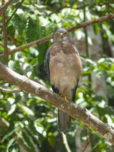 Christmas Island Goshawk ad