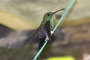 Blue-tailed Hummingbird