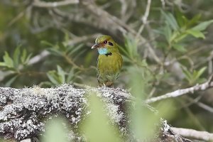 Blue-throated Motmot