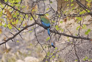 Turquoise-browed Motmot