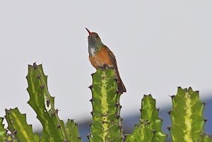 Amazilia Hummingbird