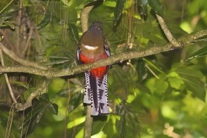 Mountain Trogon (female)