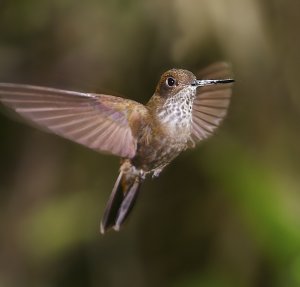 Bronzy Inca (Coeligena coeligena)