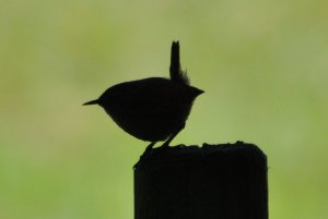 Wren... A summer silhouette.