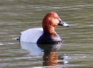 Pochard