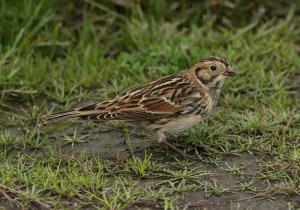 Lapland Bunting - Scilly