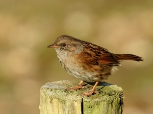 Dunnock