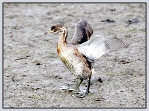 "Flappy", the Grebe