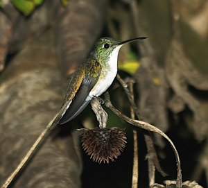 Andean Emerald