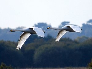 Whooper Swans