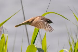 Sedge Warbler