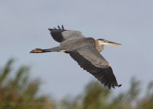 GREAT BLUE HERON