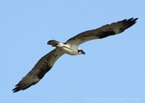 OSPREY