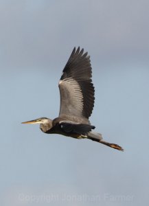 GREAT BLUE HERON