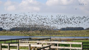 BBC Nature UK  "the home of Autumn Watch"  use my photo