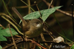 Roberts's Warbler