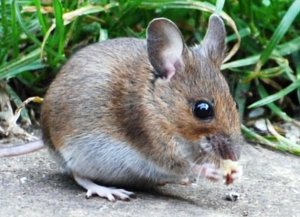 Wood Mouse